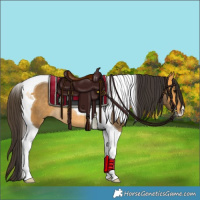 Horse Color:Buckskin Tobiano Rabicano 