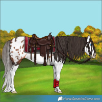 Horse Color:Bay Splash Appaloosa Rabicano 