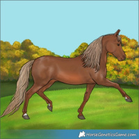 Horse Color:Chestnut 