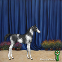 Horse Color:White Spotted Black Rabicano 