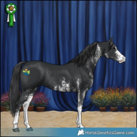 Horse Color:White Spotted Black Rabicano 