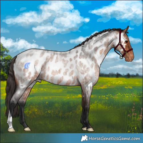 Horse Color:Bay Roan Appaloosa 