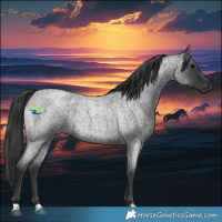 Horse Color:Blue Roan Rabicano 
