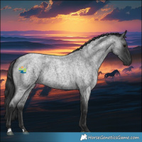 Horse Color:Blue Roan Rabicano 