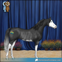 Horse Color:Black Splash Rabicano 