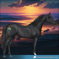 Horse Color:Black Rabicano 