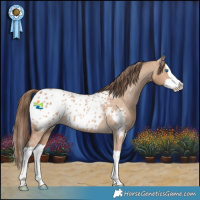 Horse Color:Bay Dun Splash Appaloosa Rabicano 
