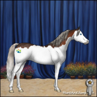 Horse Color:Gray Silver Bay Splash Rabicano 