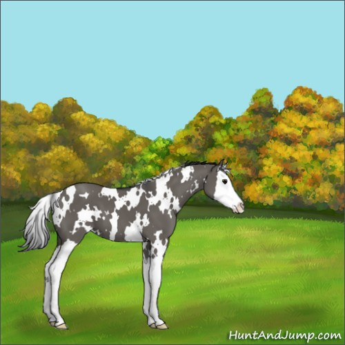 Horse Color:White Spotted Grullo Splash 