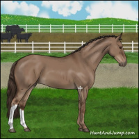 Horse Color:Liver Red Dun 
