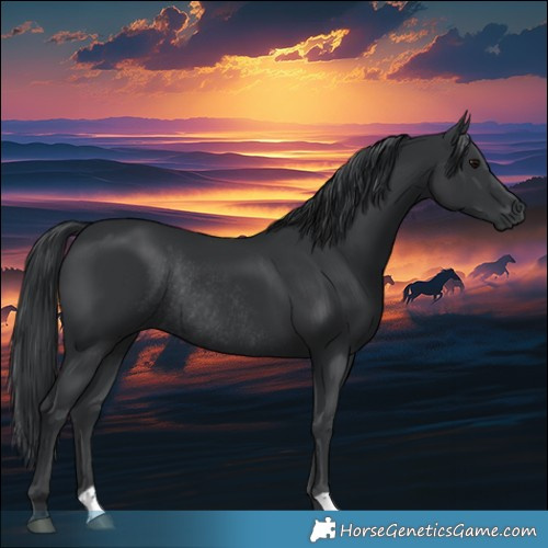 Horse Color:Black Rabicano 