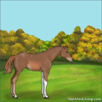 Horse Color:Chestnut Tobiano 