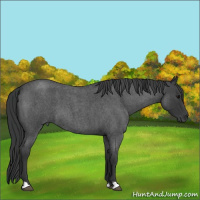 Horse Color:Blue Roan 