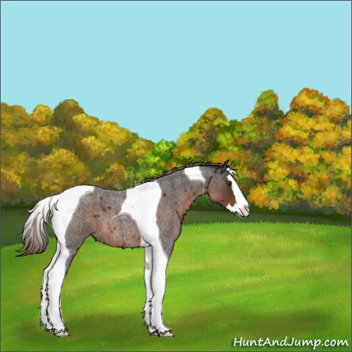 Horse Color:Liver Red Roan Splash Tobiano 
