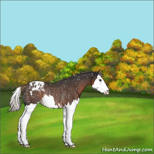 Horse Color:Liver Chestnut Sabino Splash Appaloosa Rabicano 