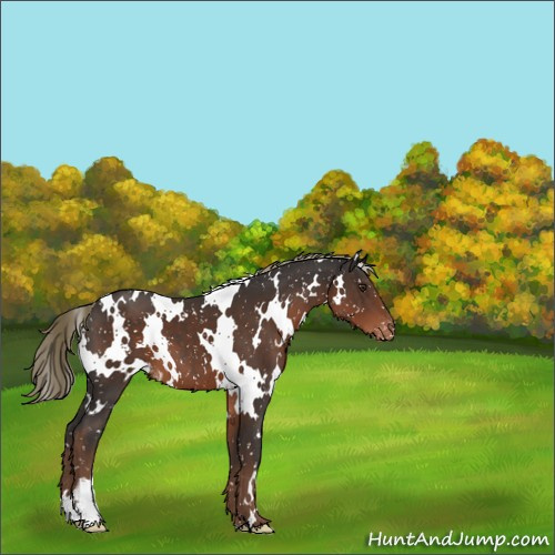 Horse Color:White Spotted Liver Chestnut Appaloosa 
