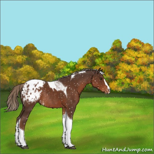 Horse Color:Liver Chestnut Sabino Tobiano Appaloosa Rabicano 