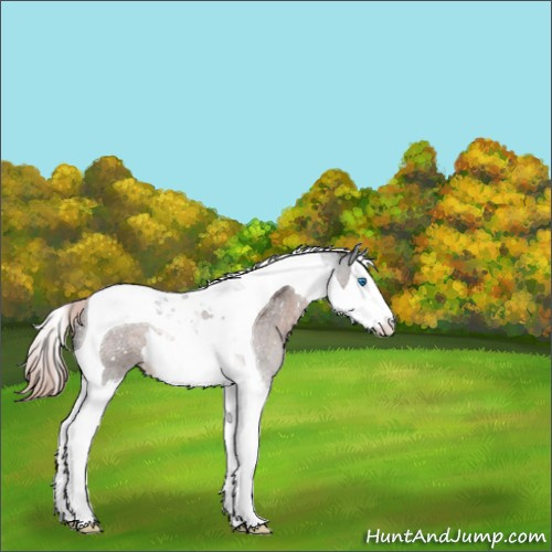 Horse Color:Liver Red Roan Splash Tobiano Appaloosa 