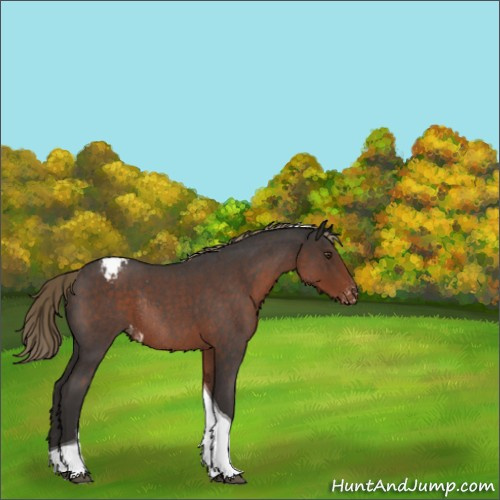 Horse Color:Liver Red Roan Tobiano Appaloosa Rabicano 