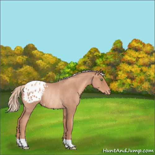 Horse Color:Gold Champagne Roan Appaloosa Rabicano 