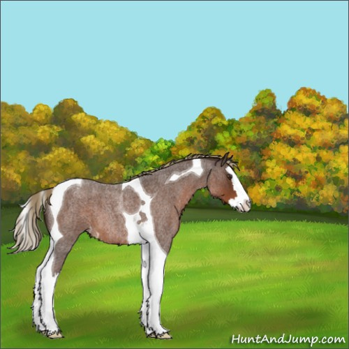 Horse Color:Liver Red Roan Splash Tobiano Appaloosa 