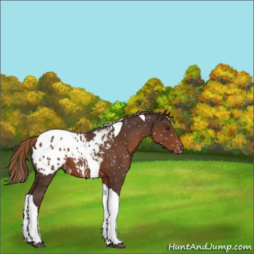 Horse Color:Liver Chestnut Tobiano Appaloosa 