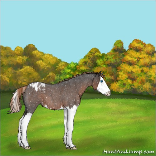 Horse Color:Liver Red Roan Splash Appaloosa 