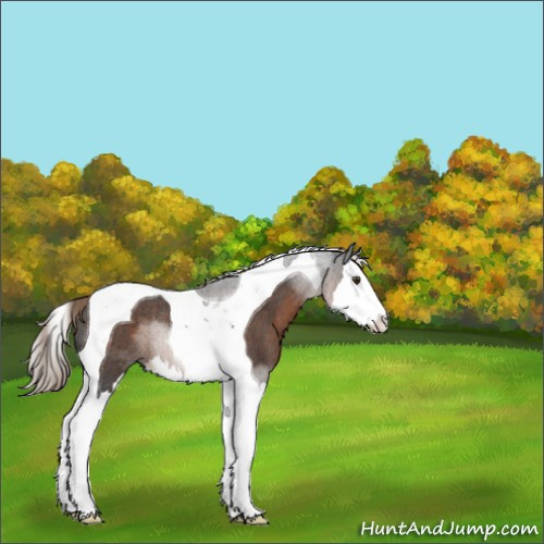 Horse Color:Liver Red Roan Splash Tobiano Rabicano 