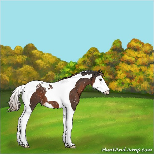 Horse Color:Liver Chestnut Sabino Splash Tobiano Appaloosa 