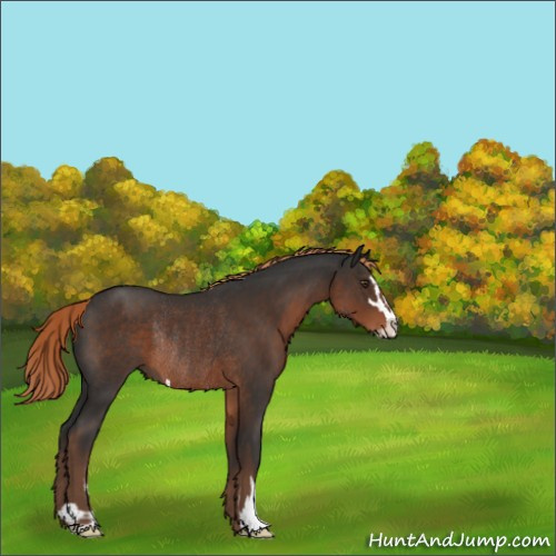 Horse Color:Liver Chestnut Sabino Rabicano 