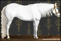 Horse Color:Palomino Appaloosa 