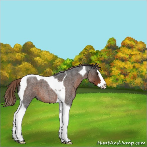 Horse Color:Liver Red Roan Splash Tobiano 