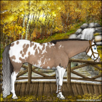 Horse Color:Liver Red Dun Sabino Splash Appaloosa 
