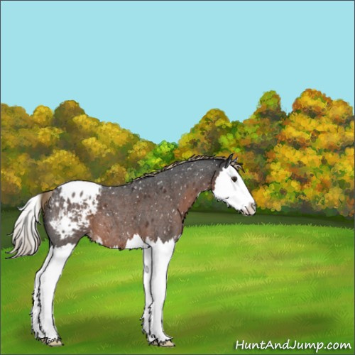 Horse Color:Liver Red Roan Splash Appaloosa 