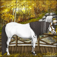 Horse Color:Smoky Black Near Fewspot 