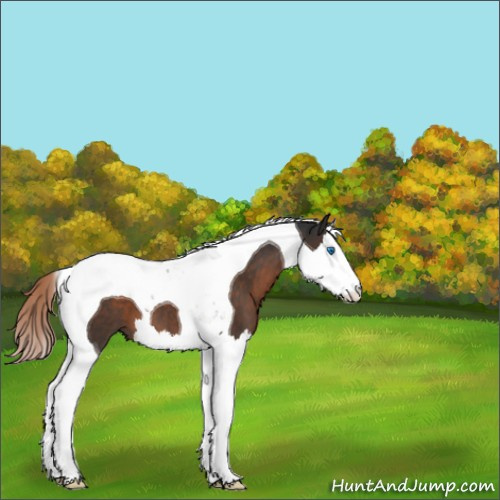 Horse Color:Liver Chestnut Splash Tobiano 