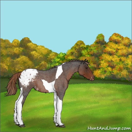 Horse Color:Liver Red Roan Tobiano Appaloosa Rabicano 
