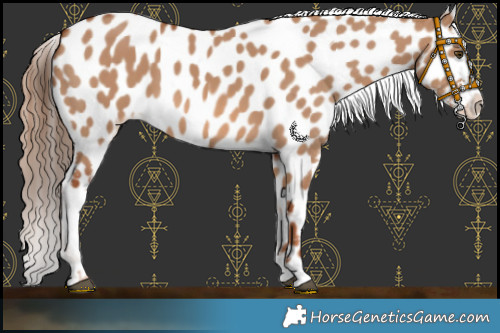 Horse Color:Red Dun Sabino Appaloosa 