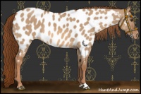 Horse Color:Red Dun Sabino Appaloosa