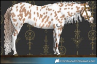 Horse Color:Red Dun Sabino Near Leopard 