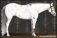 Horse Color:Bay Sabino Splash Rabicano