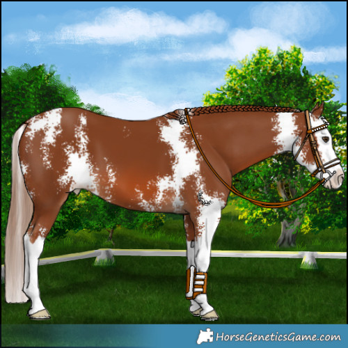 Horse Color:Chestnut Sabino Splash 