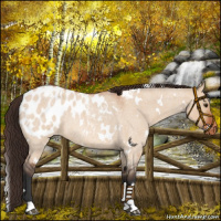 Horse Color:White Spotted Bay Roan Dun Appaloosa Rabicano 