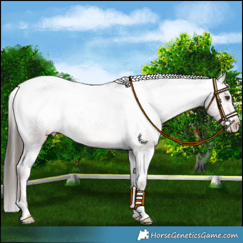 Horse Color:Liver Chestnut Appaloosa 