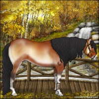 Horse Color:Bay Onyx 