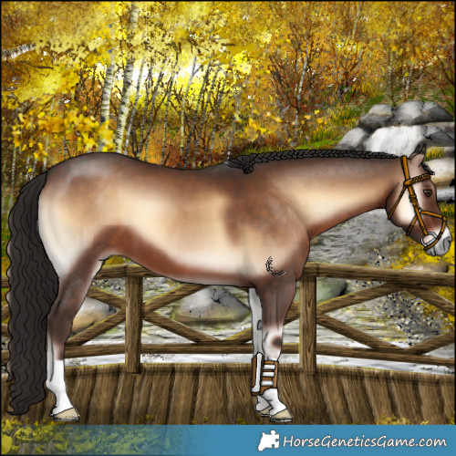 Horse Color:Liver Red Onyx 