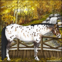 Horse Color:Brown Onyx Near Leopard 