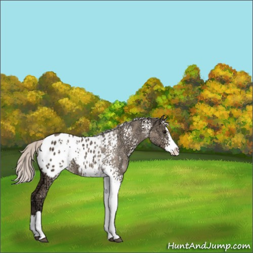 Horse Color:White Spotted Silver Grullo Ice Splash Appaloosa Rabicano 