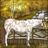 Horse Color:White Spotted Liver Chestnut Pearl Near Leopard Rabicano 