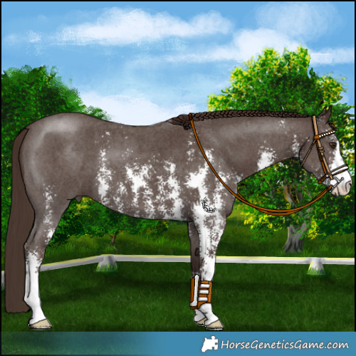 Horse Color:Liver Chestnut Sabino 